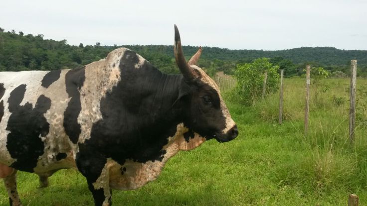 IMG-20151201-WA0004.jpg image