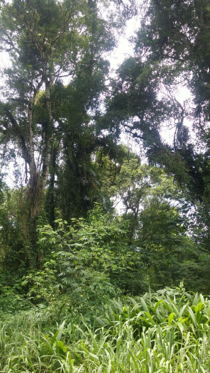 IMG-20151201-WA0061.jpg image